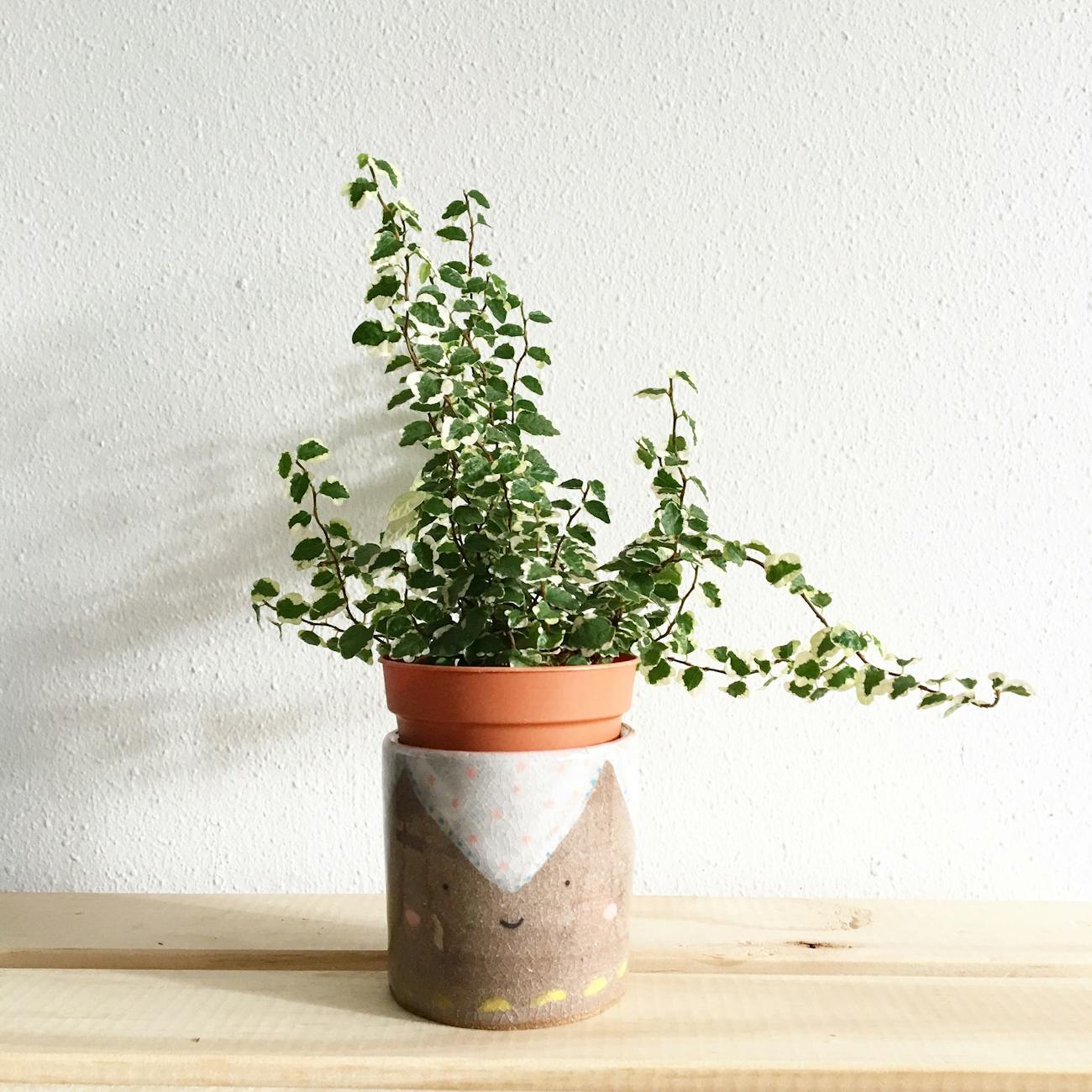 green leafy plant potted on clay pot